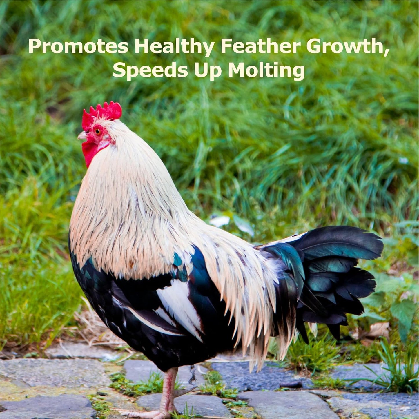 4LB Non-GMO Dried Black Soldier Fly Larvae, More Calcium Than Dried Mealworms, High Protein Chicken Feed, Poultry Treats