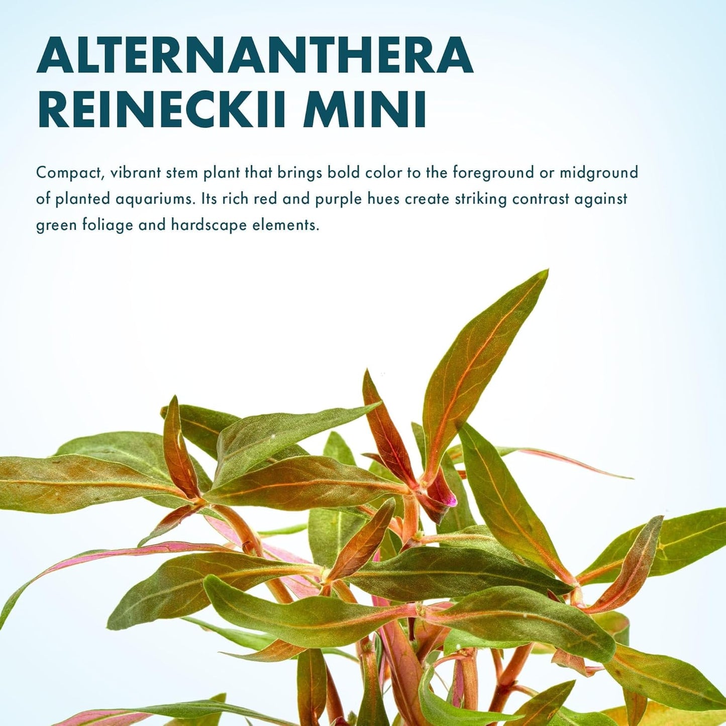 SubstrateSource Live Plants - Alternanthera reineckii ‘Mini’ - Bright Red to Pink Foreground Stem Plant for High Light, CO₂ Aquascaping, Compact Growth Red, Pink, Purple Accent - Lead Bunch