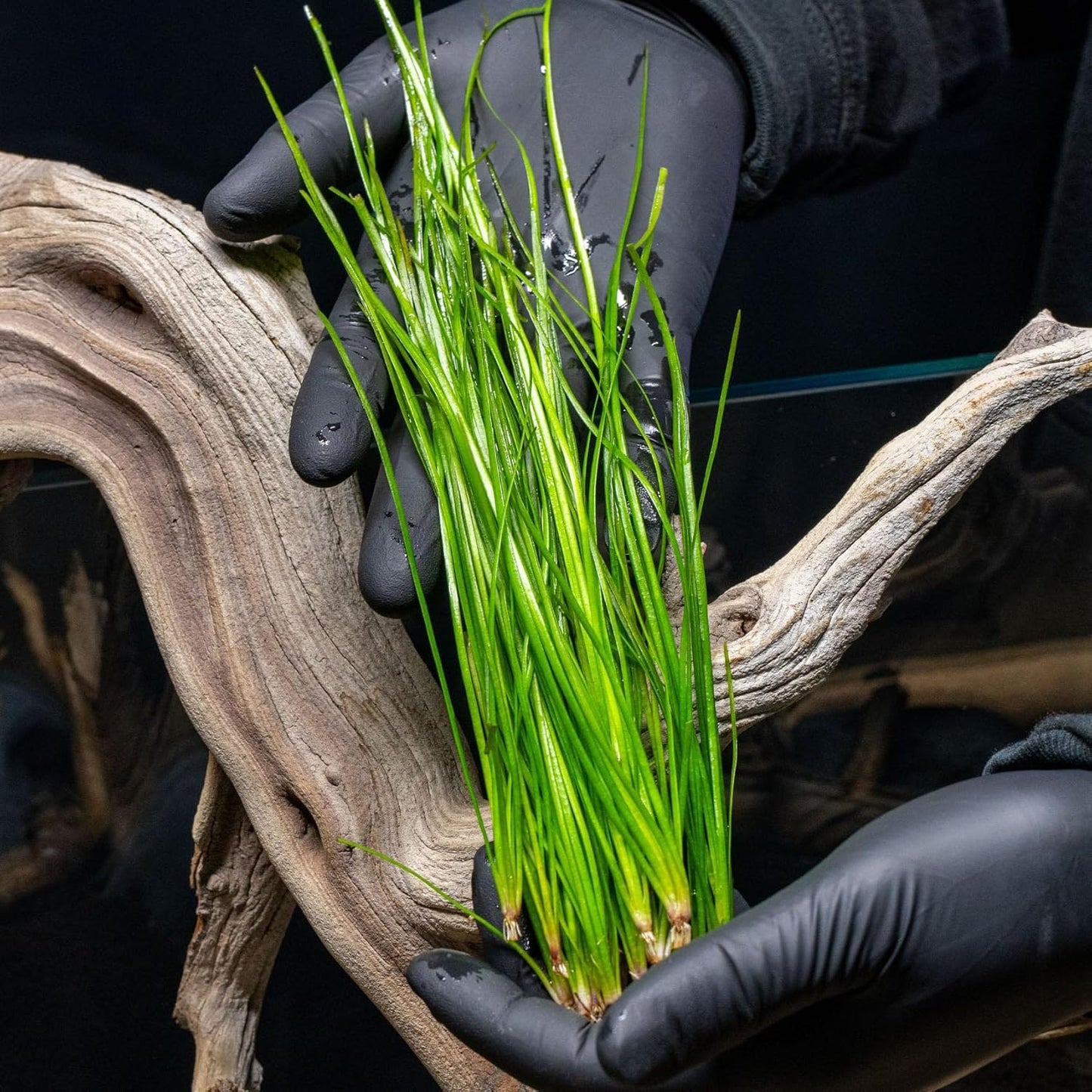 SubstrateSource Live Plant - Tall Grass, Vallisneria Nana - Easy Care, Low to Moderage Light, Bright Green Accent, Freshwater Aquatic Plant for Aquascaping - Lead Bunch