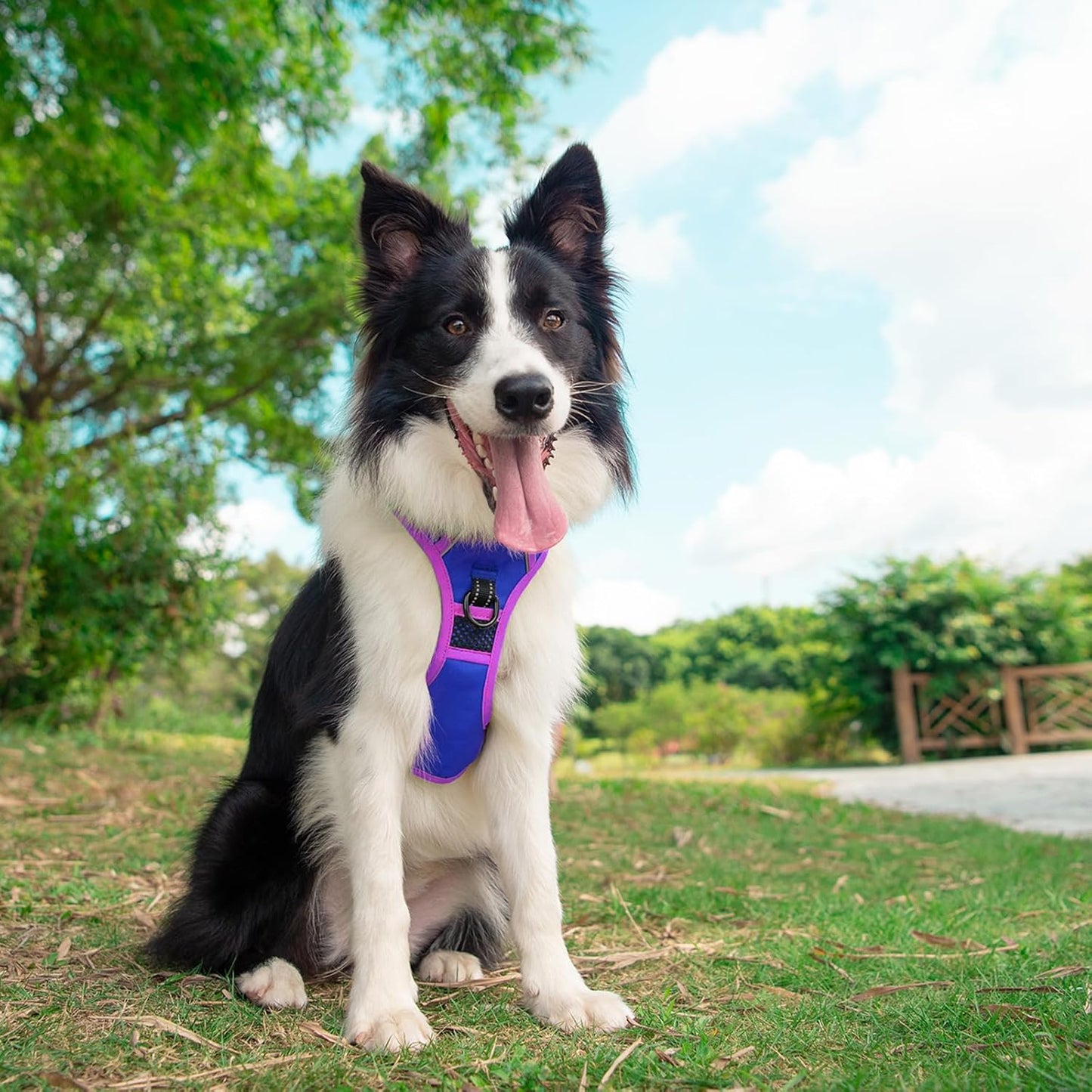 PHOEPET 2019 Upgraded No Pull Dog Harness, Reflective Adjustable Vest, with a Training Handle + 2 Metal Leash Hooks+ 3 Snap Buckles +4 Slide Buckles(XL, Royal Blue)
