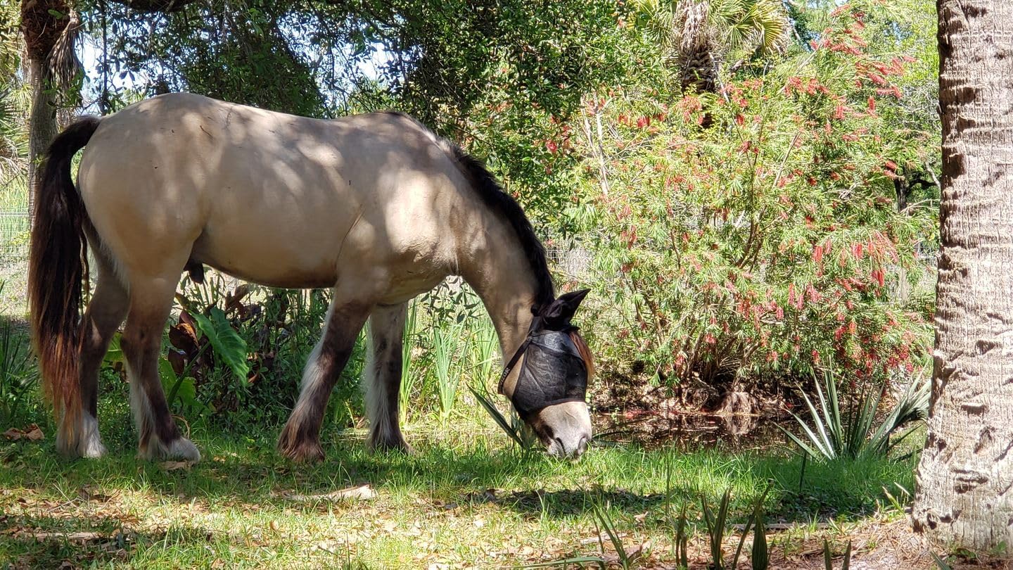 95% UV Eye Protection (Pony) Standard Horse Fly Mask - Help with Uveitis, Corneal Ulcer, Cataract, Light Sensitivity, Cancer. Designed to Stay On Your Horse, Off The Ground!
