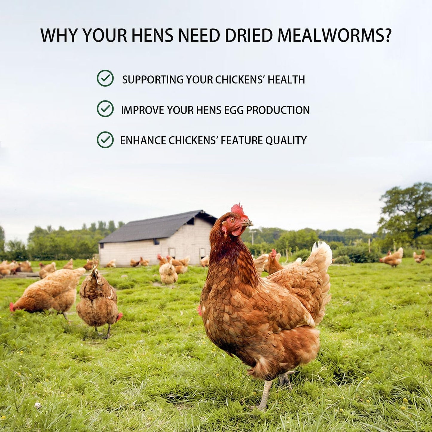 Dried Mealworms 5LB Pure Natural Non-GMO Mealworms for Chickens High Protein Chickens Feed Meal Worms for Laying Hens Wild Birds