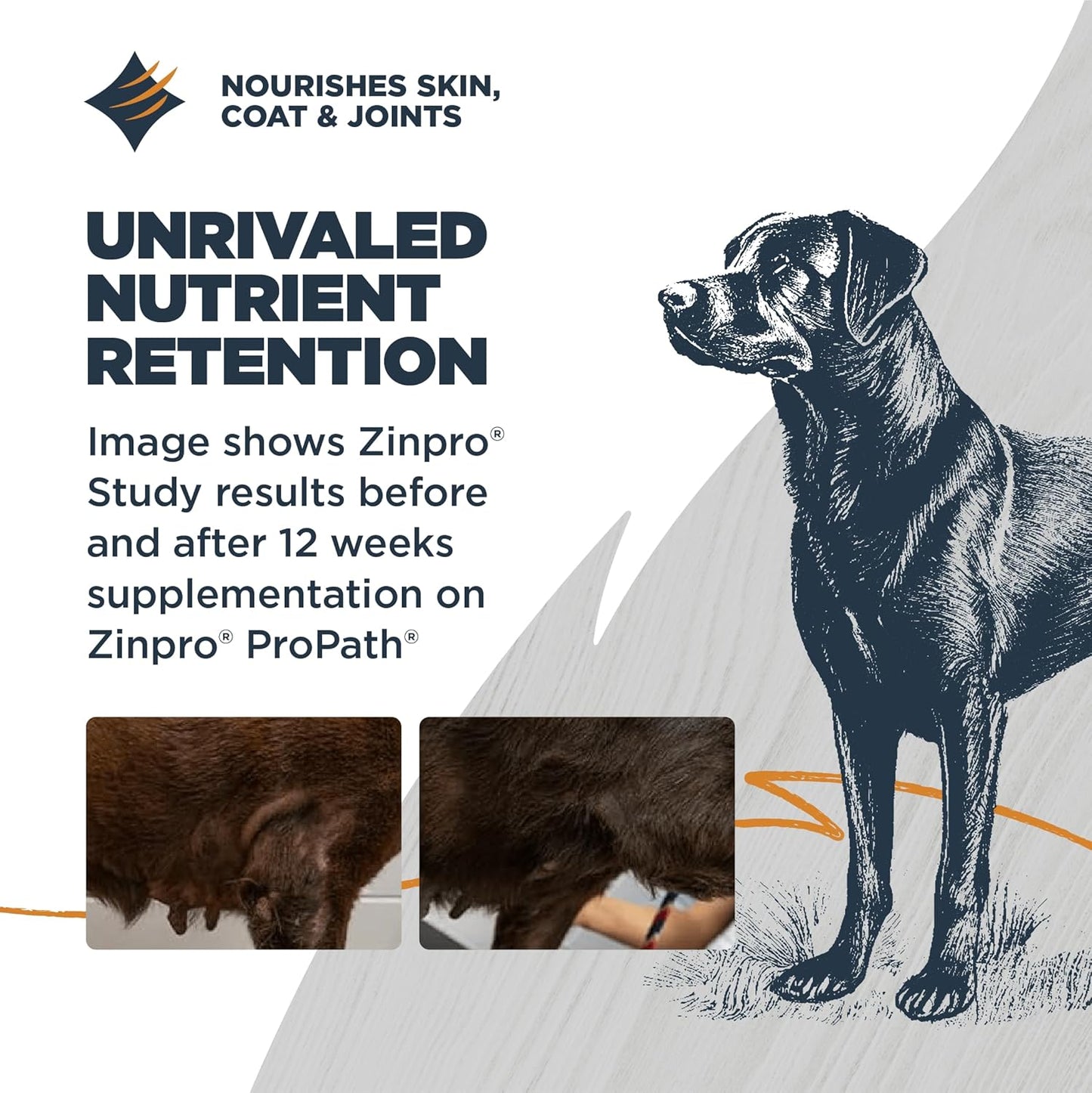 Blackwood Sensitive Skin & Stomach Dry Dog Food, Lamb Meal & Brown Rice with Ancient Grains, 10 Pound Bag with Prebiotics & Probiotics to Promote Gut Health