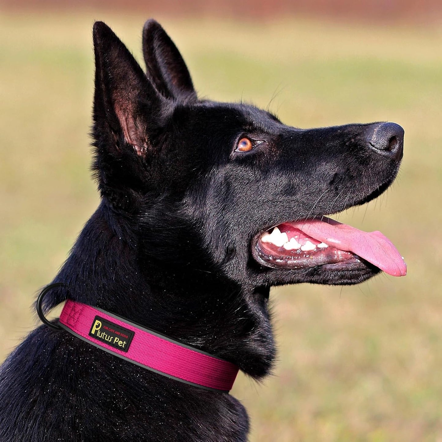 Plutus Pet Tactical Dog Collar, Reflective, Adjustable Heavy Duty Dog Collar, Soft Padded and Comfortable, for Small Medium and Large Dogs (Hot Pink, XS)