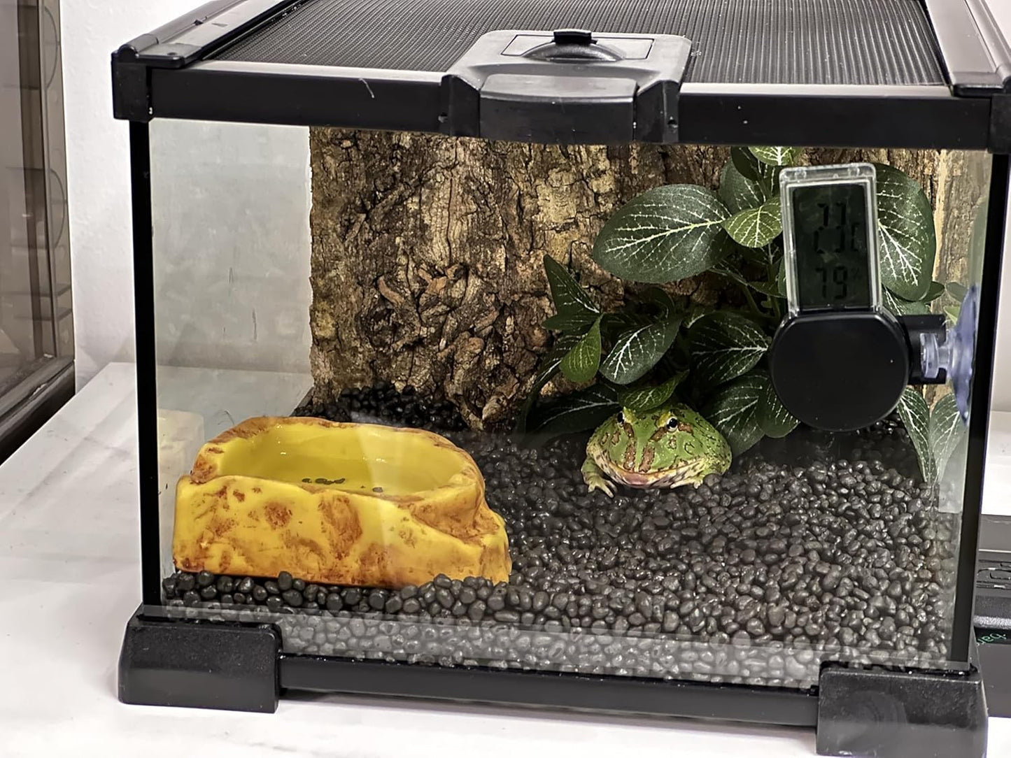 Mini Reptile Glass Terrarium Tank, cage for Tarantula Sling Geckos, Frog, Lizards, Chameleons,Turtles Snake Snail Insect Hermit Crab Isopods Reptiles Enclosure (7.9x7.9x5.7inch)