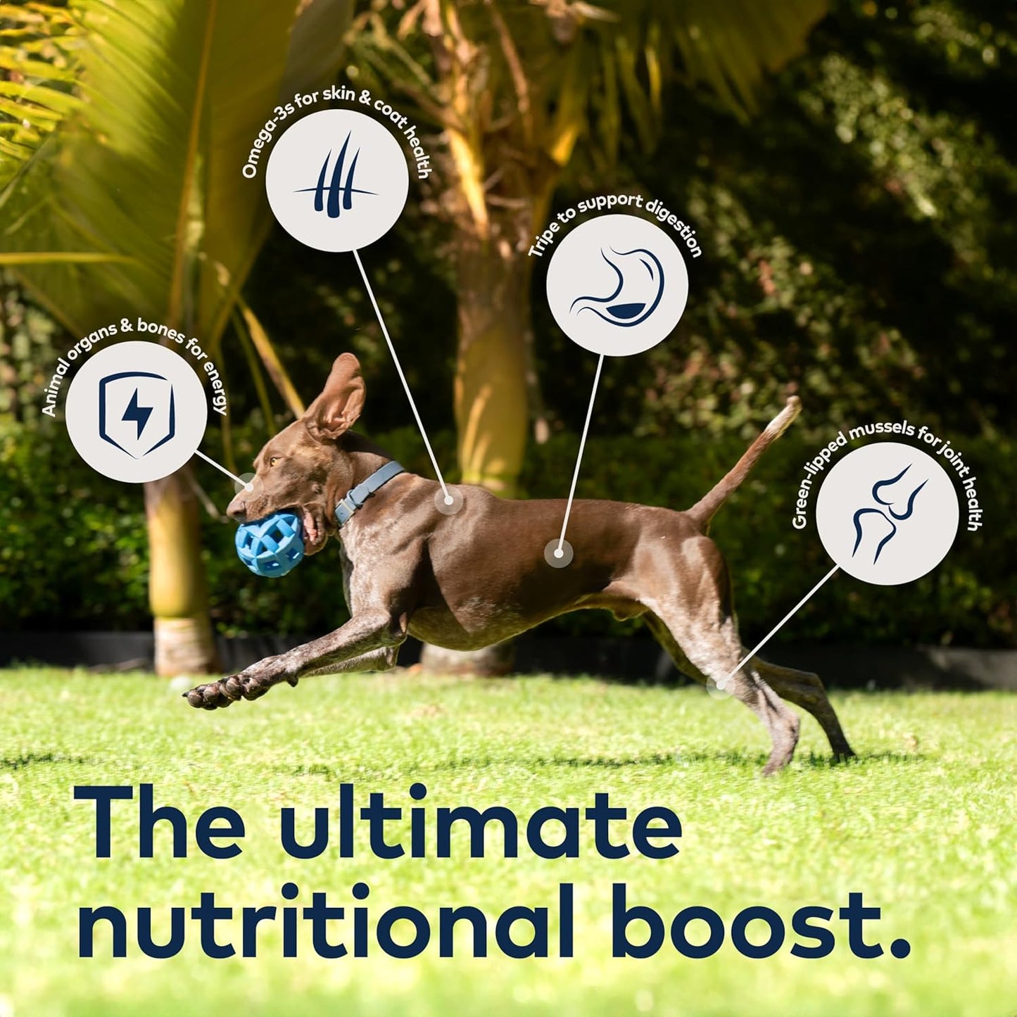 ZIWI Peak Air-Dried Dog Food – Chicken - All Natural, High Protein, Grain Free, Limited Ingredient w/Superfoods (3.5oz) (Pack of 2)