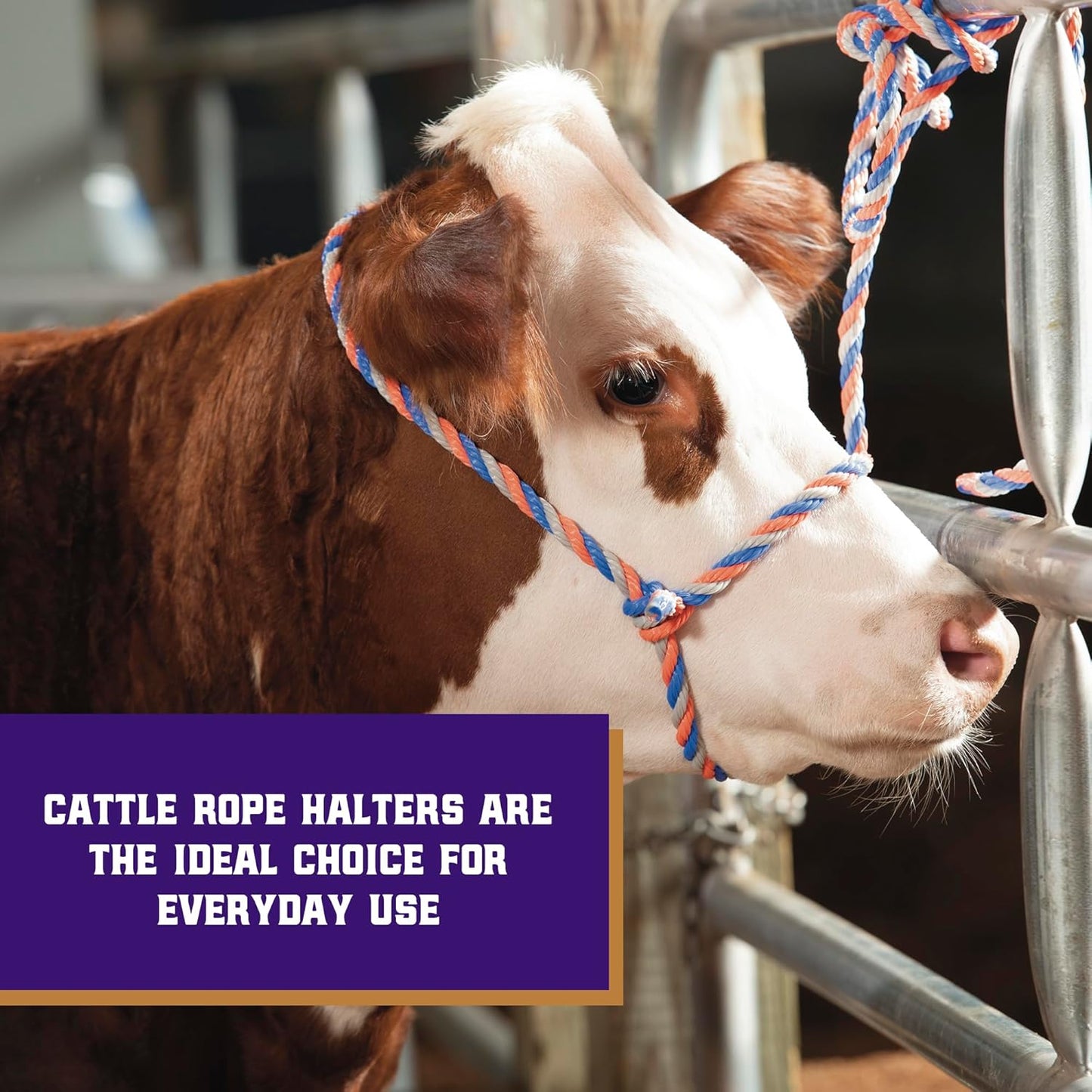 Weaver Livestock Braided Poly Rope Cattle Halter, Adjustable, Modern Style Cow Calf Halter, Livestock Handling Equipment for Showing, Blue/Coral/Gray