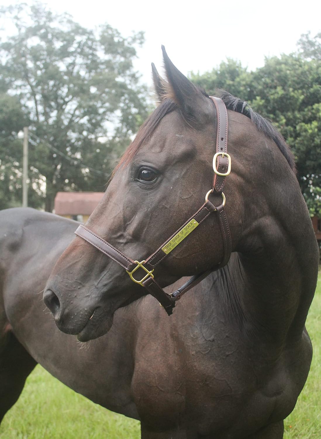 Turnout Leather Halter for Horses with Customized Engraved Name Plate | Brown Leather with Solid Brass Hardware | Fixed Chin, Double Buckle Crown