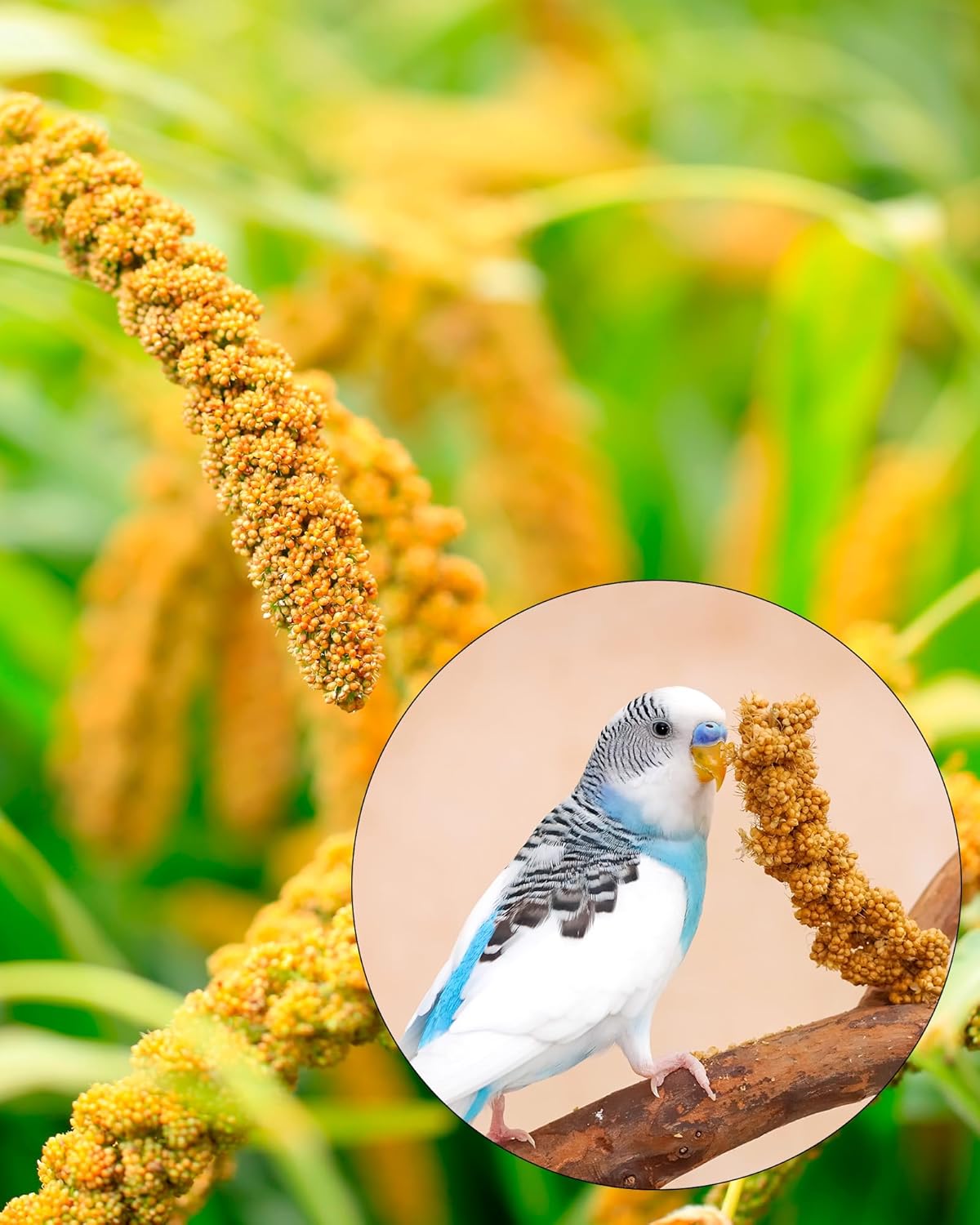 Niteangel Natural & Soft Hamster Bedding Mate Small Animal Habitat Decor for Syrian Dwarf Hamsters Gerbils Mice Degus Bunny or Other Small-Sized Pet