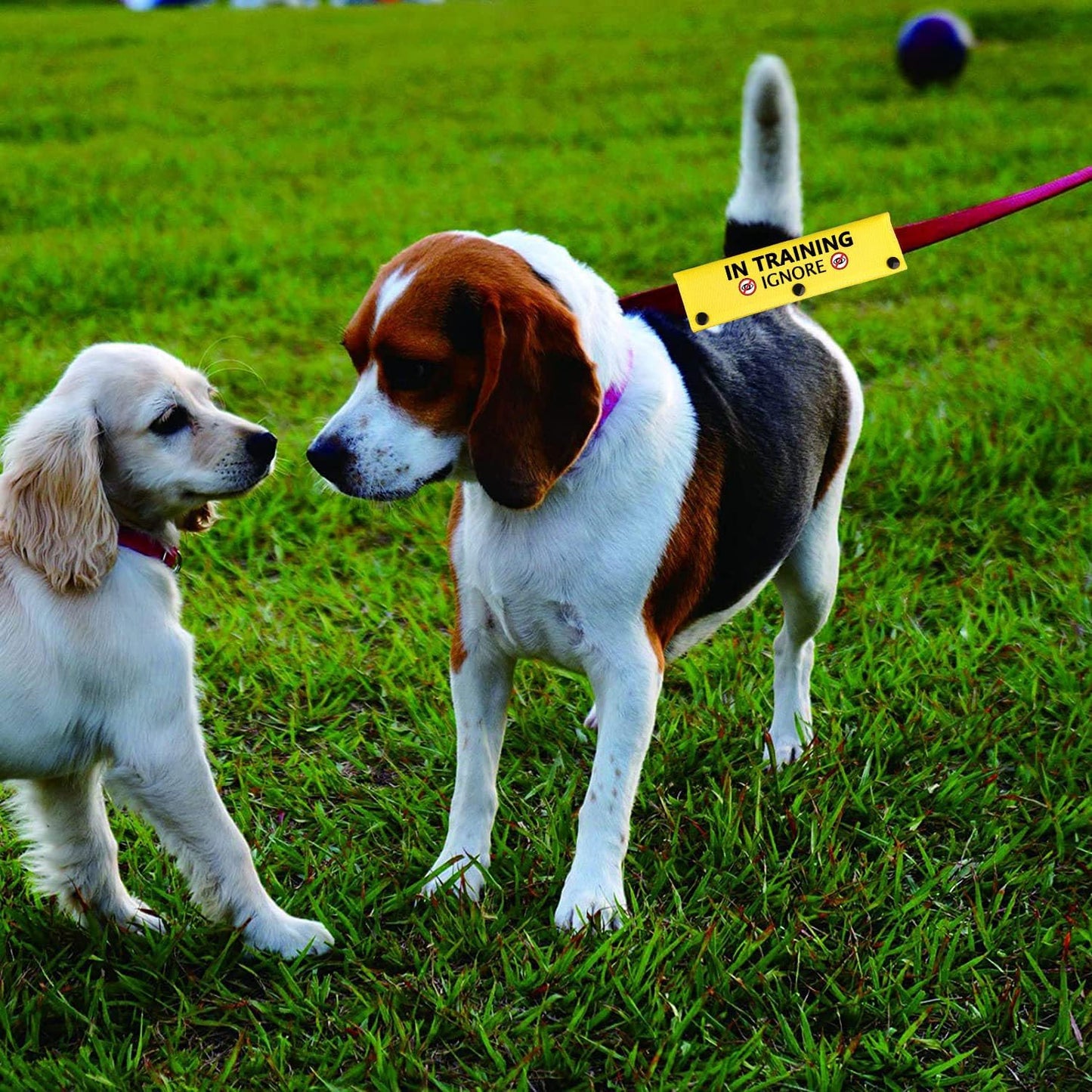 BLUPARK Funny Dog Leash Sleeve Have In Training Ignore Dog Leash Wrap Wrap Alert Hanging ID Patch Tag Pet Birthday Gift (Training Ignore-YE Sleeve)