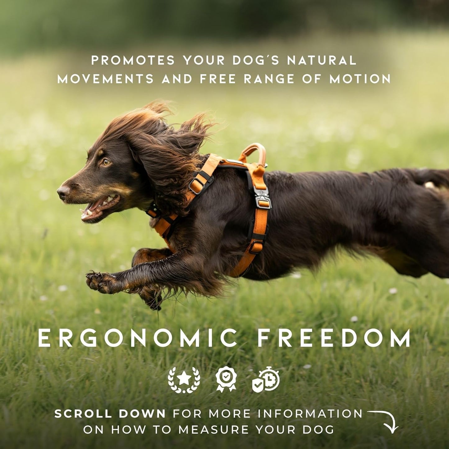 MADE TO ROAM Premium Explorer Harness - Y-Shaped Dog Harness with Adjustable Durable Nylon, Soft Padding, Metal Buckles and Leather Handle for Small, Medium, Large Dogs (Washington Rain, Size 2)