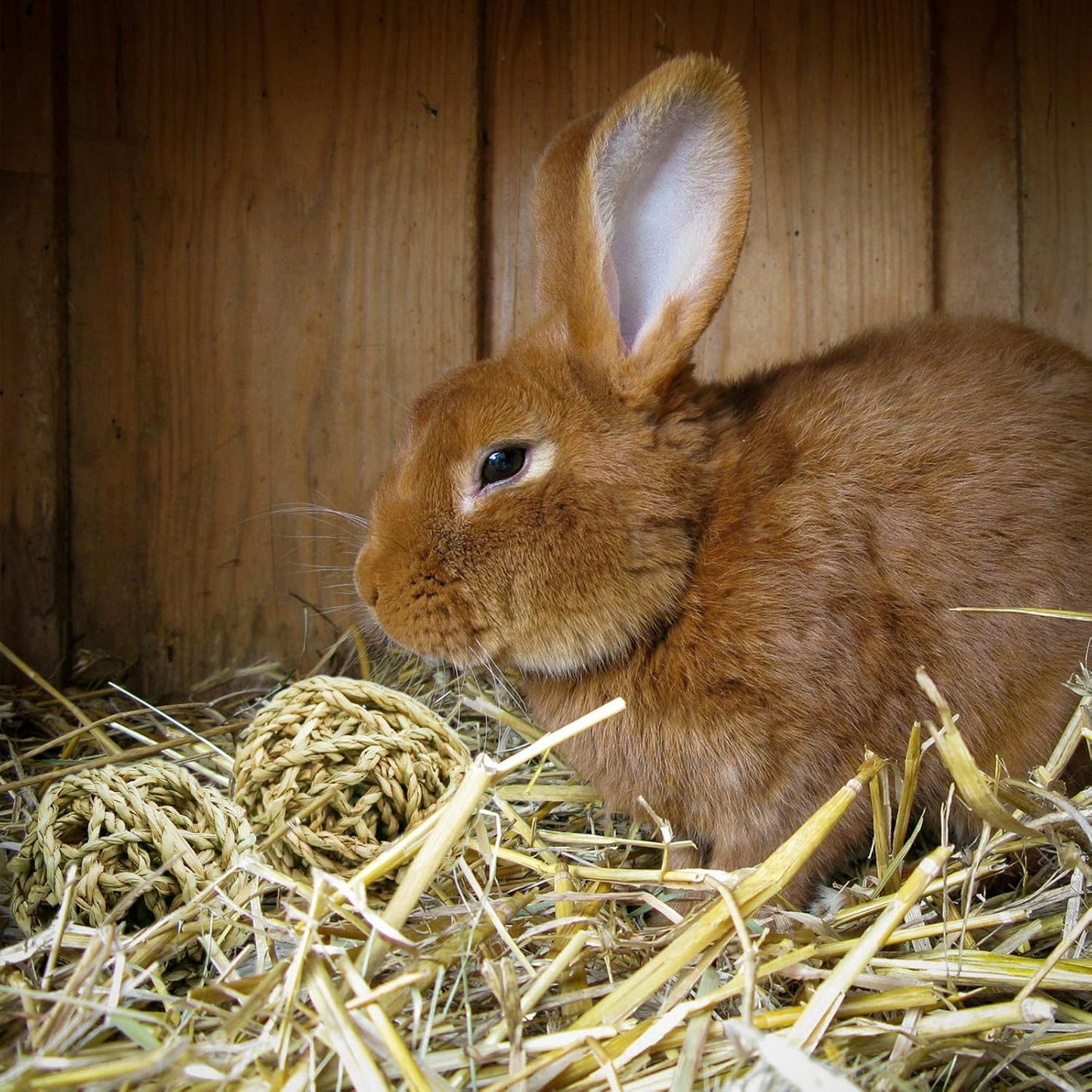 10 Pcs Small Animals Play Balls Rolling Activity Chew Toys Gnawing Treats for Rabbits Guinea Pigs Chinchilla Bunny Natural Balls, Pet Cage Entertainment Accessories(10Pcs)
