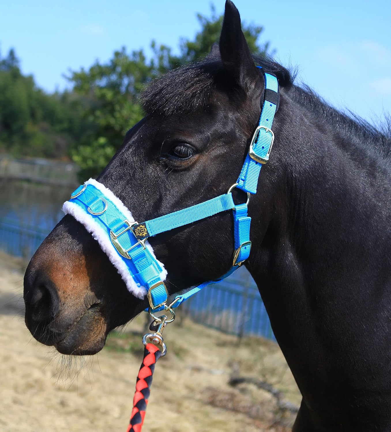 T TEKE Lunge Cavesson with Fleece Lined Nose Band and Crown