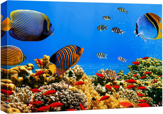 wall26 Canvas Print Wall Art Tropical Island Underwater Fish Red Anemone Nature Animals Photography Realism Rustic Scenic Landscape Wilderness Colorful for Living Room, Bedroom, Office - 24"x36"