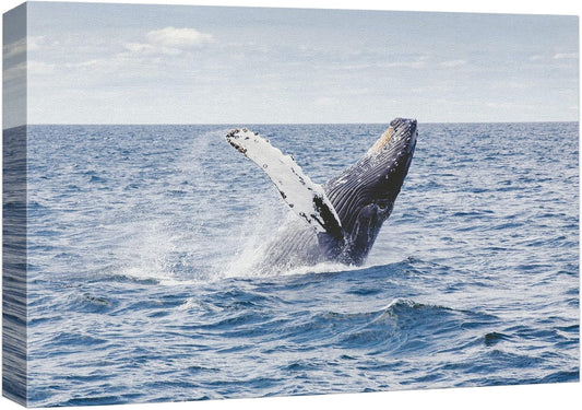 wall26 Canvas Print Wall Art Tropical Ocean Sea Water Horizon Blue Whale Nature Animals Photography Realism Rustic Scenic Landscape Wilderness Colorful for Living Room, Bedroom, Office - 16"x24"