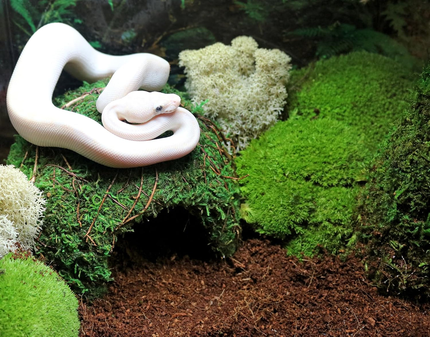 Galápagos (05348) Mossy Cave Hide, 6", Green Sphagnum