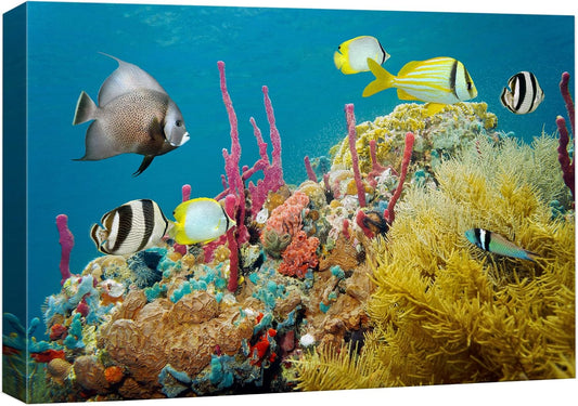 wall26 Canvas Print Wall Art Deep Sea Marine Fish with Coral Reef Nature Ocean Photography Realism Nautical Scenic Relax/Calm Multicolor Ultra for Living Room, Bedroom, Office - 12"x18"